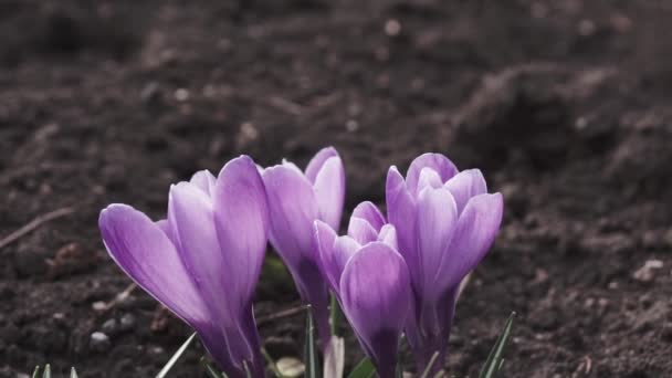 Fioletowe Krokusy Wczesnym Wiosennym Ogrodzie Słoneczny Dzień Zbliżenie Kwitnące Krokusy — Wideo stockowe