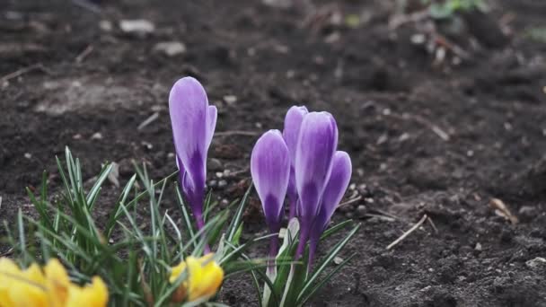 Violet Crocus Kora Tavaszi Kertben Napsütéses Időben Közelkép Virágzó Crocuses — Stock videók