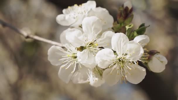 Закройте Весной Белое Цветущее Вишневое Дерево — стоковое видео
