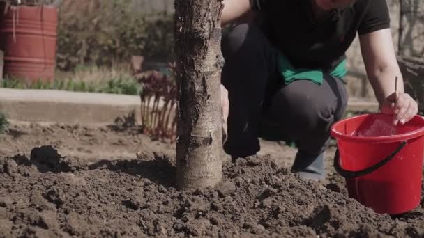 Gardener Tronco Árvore Whitewash Com Giz Jardim Cuidado Árvore Primavera — Vídeo de Stock