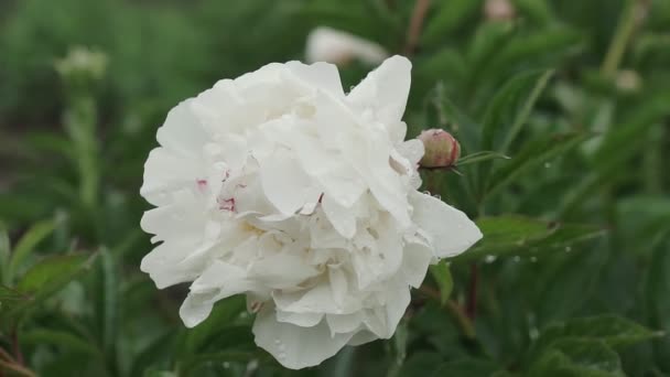 雨の後に露と白い牡丹の花 公園内の美しい花 牡丹の花を咲かせます — ストック動画