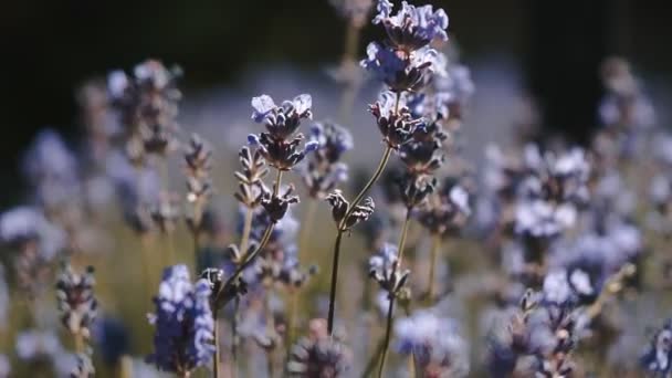 Bumble Bee Landing Lavender Lavendel Blommor Närbild — Stockvideo