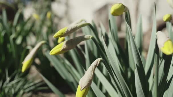 緑の草とダフォジル黄色の花のクローズアップ — ストック動画