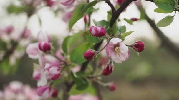 春天开花的苹果树 靠近点 — 图库视频影像