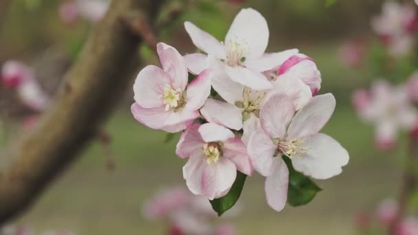 Цветущая Яблоня Весеннее Время Закрыть — стоковое видео