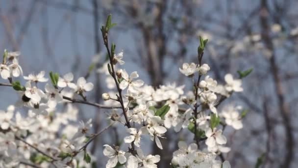 Lkbahar Erik Çiçekleri Kıştan Sonra Zarif Temiz Beyaz Erik Çiçekleri — Stok video