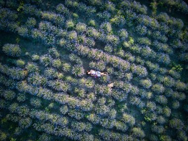 Genç, zayıf, açık tenli esmer kız lavanta tarlasında yatıyor. Üst görünüm.