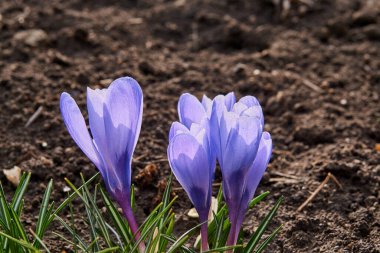 Güneşli bir günde bahar bahçesinde mor timsahlar. Yakın plan çiçek açan timsahlar Ruby Giant 'ın doğal taşlı arka planı. Yumuşak seçici odak.