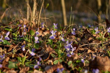 Güzel erken menekşe çiçeği veya soluk ahşap menekşe (Viola odorata) baharda çiçek açan, sığ tarla derinliği, makro çekim.