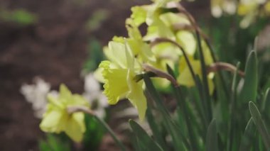 Nergis sarı çiçekleri, yeşil çimlerle yakın plan.