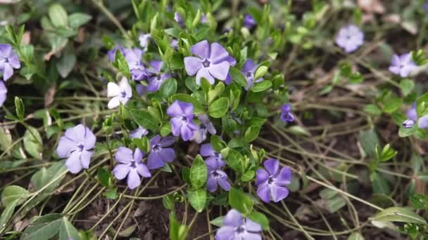 春に美しい初期紫色の花や薄紫色の木 ヴィオラオドラタ の開花 フィールドの浅い深さ マクロショット — ストック動画