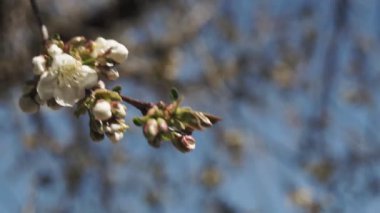 İlkbaharda beyaz kiraz ağacını kapat.