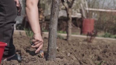 Bahçıvan, bahçesinde tebeşirle ağaç gövdesi, baharda ağaç bakımı. Bahçıvan kadın parktaki ağaçlarla ilgileniyor..