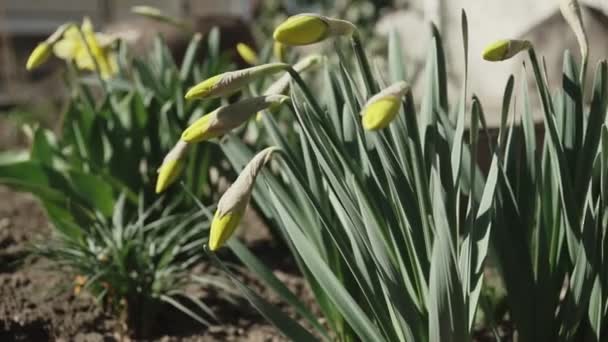 Żonkil Żółte Kwiaty Zbliżenie Zieloną Trawą — Wideo stockowe
