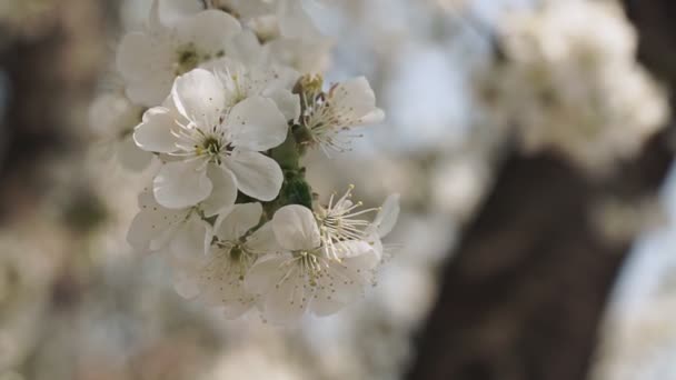 Weiße Kirschblüte Frühling Aus Nächster Nähe — Stockvideo