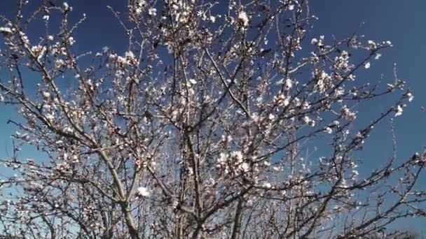 Vroege Lente Pruim Bloeit Winter Elegant Schoon Witte Pruim Bloeit — Stockvideo