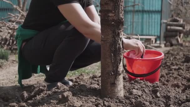 Gardener Tronco Árvore Whitewash Com Giz Jardim Cuidado Árvore Primavera — Vídeo de Stock