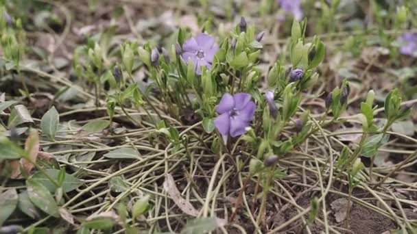 Linda Flor Violeta Cedo Violeta Madeira Pálida Viola Odorata Floração — Vídeo de Stock