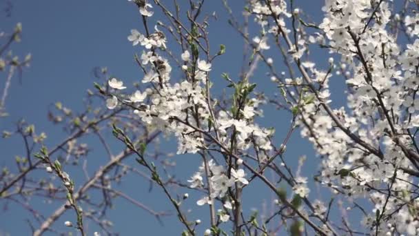 Ранні Весняні Квіти Сливи Після Зими Елегантні Чисті Білі Сливи — стокове відео