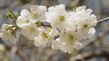 İlkbaharda beyaz kiraz ağacını kapat.