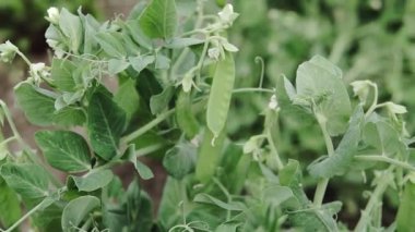 Çalı üzerinde taze bezelyeler. Tarlada taze bezelye çalıları. Baharda yakın planda yeşil bezelyeler.
