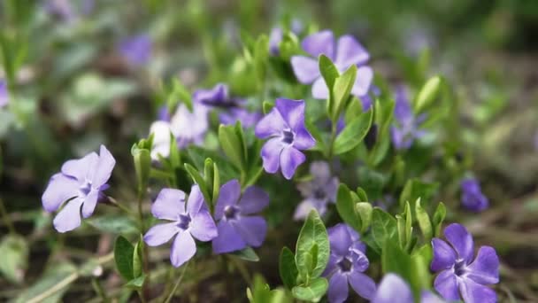 Schöne Frühe Violette Blüte Oder Blasses Waldviolett Viola Odorata Blüht — Stockvideo