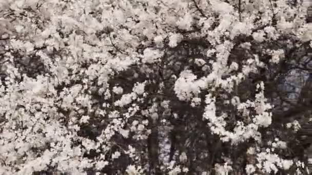 Wczesna Wiosna Kwitnie Zimie Eleganckie Czyste Białe Kwiaty Śliwki — Wideo stockowe