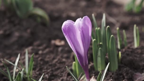 Violet Crocus Kora Tavaszi Kertben Napsütéses Időben Közelkép Virágzó Crocuses — Stock videók