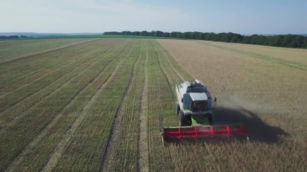 Colheitadeira Moderna Que Trabalha Uma Cultura Trigo Vista Aérea Sobre — Vídeo de Stock