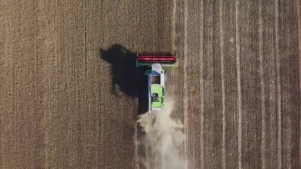 Modern Combine Harvester Working Wheat Crop Aerial View Combine Harvesters — Stock Video