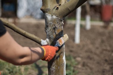 Bahçıvan, bahçesinde tebeşirle ağaç gövdesi, baharda ağaç bakımı. Bahçıvan kadın parktaki ağaçlarla ilgileniyor..