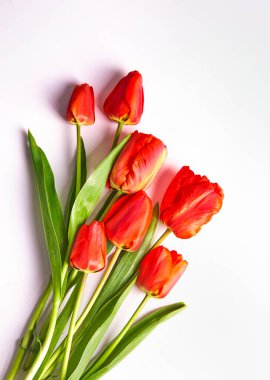 Beyaz üzerine izole edilmiş bir grup kırmızı lale