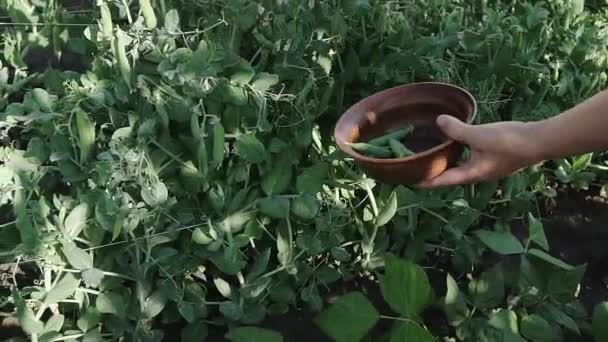 Una Joven Recoge Guisantes Las Camas Propio Jardín — Vídeos de Stock