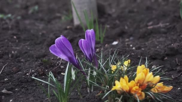 Fioletowe Krokusy Wczesnym Wiosennym Ogrodzie Słoneczny Dzień Zbliżenie Kwitnące Krokusy — Wideo stockowe