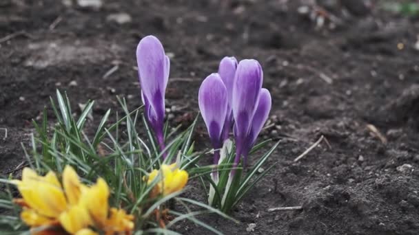 바이올렛 크로커스 봄날이른 정원에서 열립니다 가까이서 피우는 크로스오버 자이언트는 자연의 — 비디오