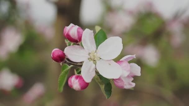 Blühender Apfelbaum Frühling Nahaufnahme — Stockvideo