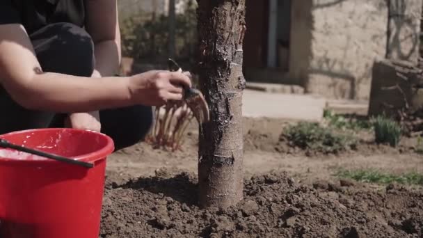 Gardener Tronco Árvore Whitewash Com Giz Jardim Cuidado Árvore Primavera — Vídeo de Stock