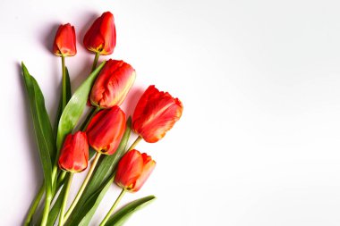 Beyaz üzerine izole edilmiş bir grup kırmızı lale