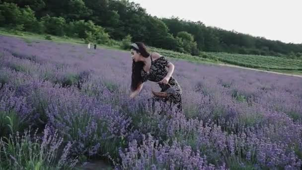 Flicka Lavendelfältet Plockar Blommor Lavendelgården Skörda Och Torka Lavendel — Stockvideo