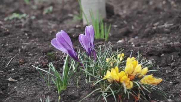 Violette Krokussen Vroege Voorjaarstuin Zonnige Dag Close Bloeiende Krokussen Ruby — Stockvideo