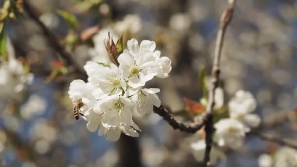 Sluiten Witte Kers Bloesem Boom Het Voorjaar — Stockvideo