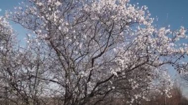 Gökyüzüne karşı çiçek açan bademler.