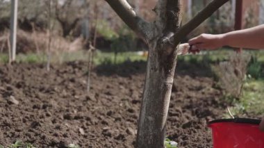 Bahçıvan, bahçesinde tebeşirle ağaç gövdesi, baharda ağaç bakımı. Bahçıvan kadın parktaki ağaçlarla ilgileniyor..