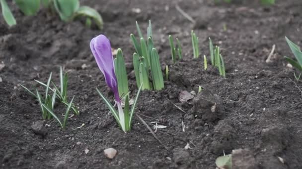 Los Azafranes Violetas Jardín Temprano Primaveral Día Soleado Cultivos Florecientes — Vídeo de stock