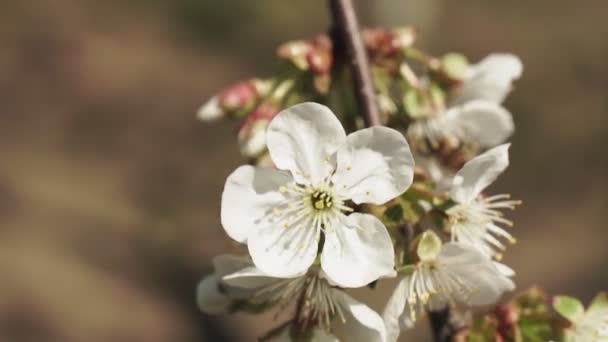 Lkbaharda Beyaz Kiraz Ağacını Kapat — Stok video