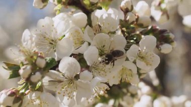 İlkbaharda beyaz kiraz ağacını kapat.