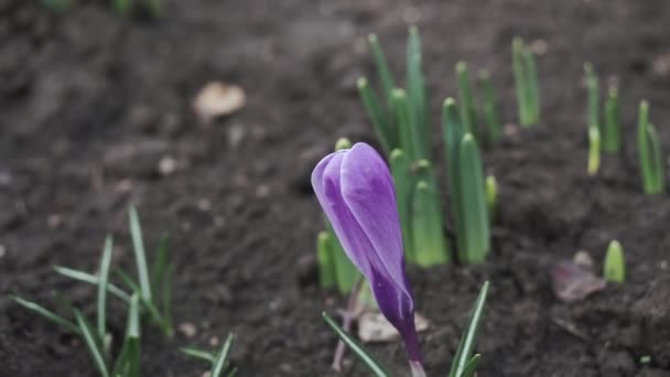 在阳光明媚的早春花园里 紫罗兰 在天然石材背景上的红宝石巨人的特写开花番红花 软性选择性重点 — 图库视频影像
