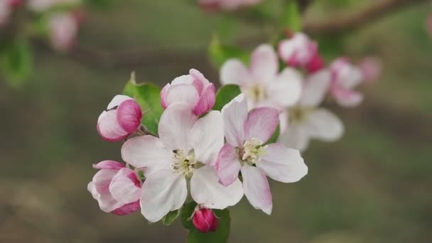 春天开花的苹果树 靠近点 — 图库视频影像
