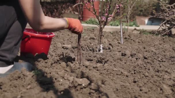 Jardinier Tronc Blanchisserie Craie Dans Jardin Entretien Des Arbres Printemps — Video