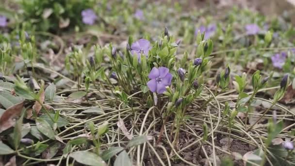 Prachtige Vroeg Violette Bloem Bleke Hout Violet Viola Odorata Bloei — Stockvideo